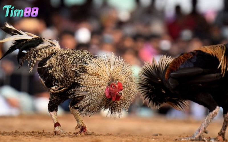 Bí quyết giúp đá gà Thái trở thành gà chọi tài ba