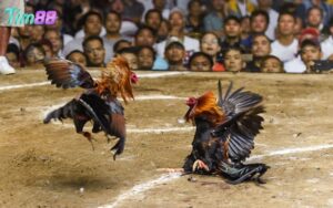 Đá gà đòn trực tiếp