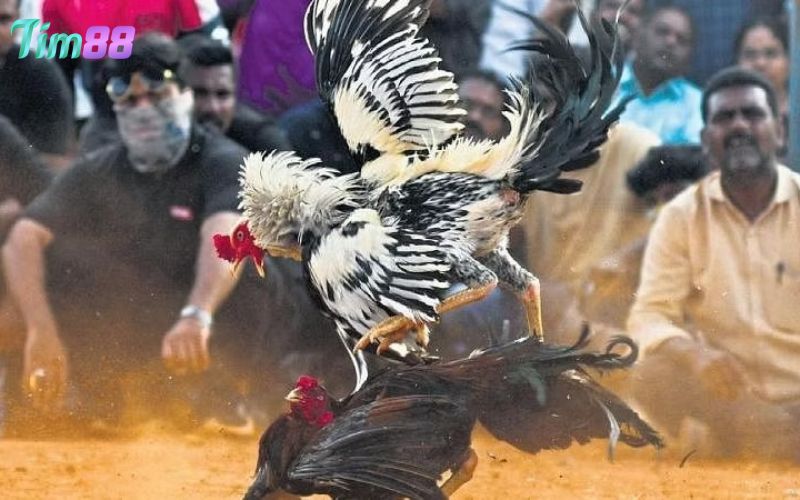 Đá gà Thái có đặc điểm gì nổi bật