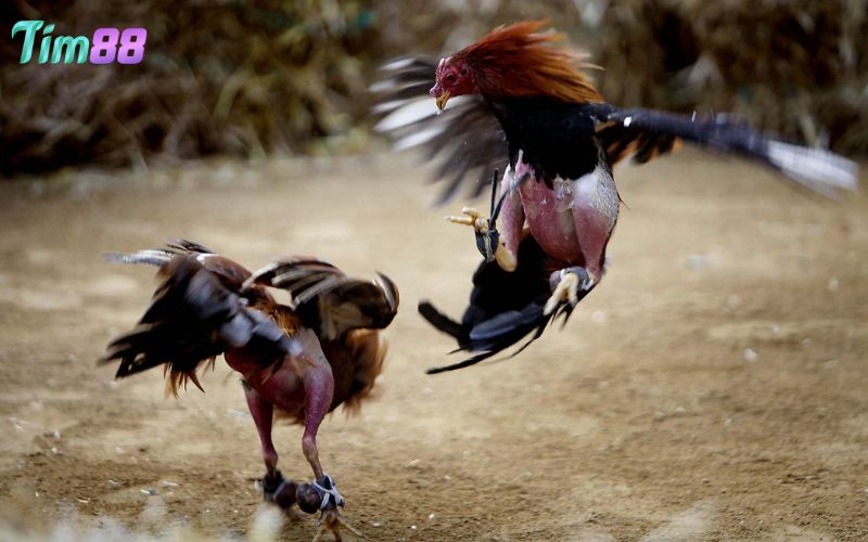 Đá gà Thomo là gì? Tổng quan đôi nét