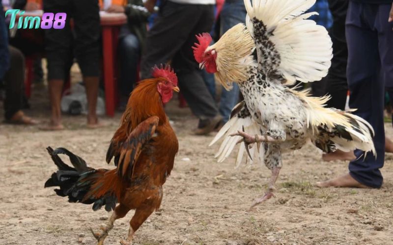 Đá gà Thomo là gì